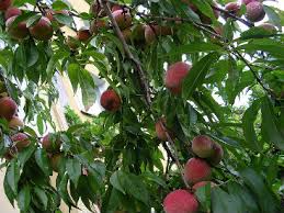 And of the late varieties, winesap, jonathan, york, and others of the winesap group. Interesting Fruit Trees To Consider Adding To Your Yard
