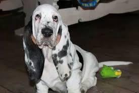 Black And White Basset Hound Mix Basset Love Mywaddlingdog In 2020 Basset Hound Puppy Basset Hound Dog Basset Hound