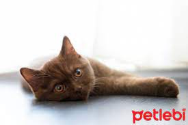 en uysal kedi cinsleri nelerdir petlebi