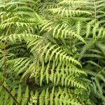 Image result for Histiopteris