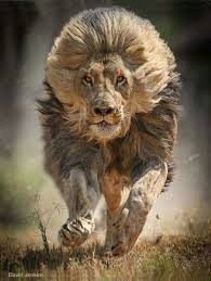 ملك الغابة أسد من اروع واجمل خلفيات الهاتف Animals Beautiful Majestic Animals Animals