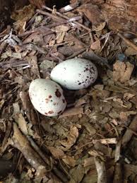 Exotic Bird Eggs For Sale In India Turkey Vulture Nest And Eggs Bird Eggs Nest Eggs