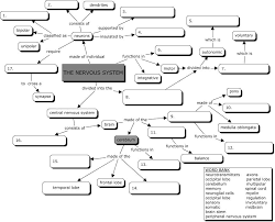 Nervous System Concept Map Nervous System Anatomy Human