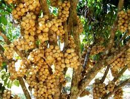 Here is my list of the health benefits of lanzones that you and i can take advantage of. Lanzones Fruit Tree Chan S Backyard Davao Ph I Have Climbed Numerous In My Lifetime Call Me Shallow But I Really W Fruit Trees Edible Garden Fruit
