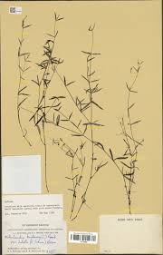 Image result for Oldenlandia herbacea