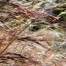 Image result for Aristida effusa