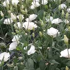 Check spelling or type a new query. Flowers By Bauers Home Facebook