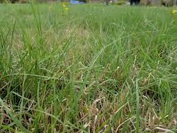 Upright to 3 feet (1 m) tall in flower. Native Grasses Are They Right For Your Lawn Lawnstarter