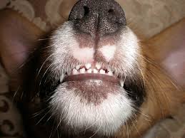 Tooth chattering is a fairly common issue for dogs. Why Is My Dog Losing His Teeth The Answers To All Your Questions