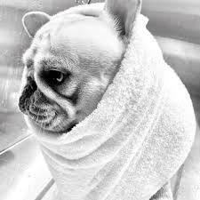We aim to become your partner in your pet's health and to provide a personal touch to each and every pet we care for. Victoria Park Animal Hospital 32 Photos 57 Reviews Veterinarians 626 N Federal Hwy Fort Lauderdale Fl Phone Number Yelp