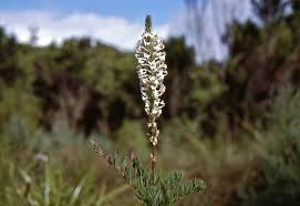 Image result for Hebenstretia