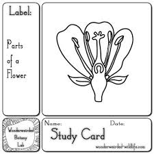 Flower Parts Diagram Printable Worksheet 4 Jpg 400 400 Parts Of A Flower Study Cards Science Worksheets
