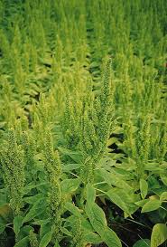 Image result for Amaranthus thunbergii