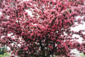 For those of us who would want to simply immerse ourselves in that moment appreciating the beauty of each of these flowering. Plant A Flowering Cherrry There S A Blossom Tree For Every Garden Buy Trees Shrubs Perennials Annuals House Plants Statues And Furniture