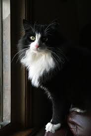 Oscar Cats Tuxedo Cat Facts Beautiful Cats