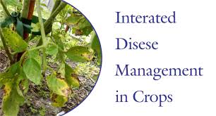 We will learn methods to identify pests and diseases in the field, methods to avoid the occurrence of pests and diseases, principles of biological control and pesticides, their properties and how to wisely use. Integrated Disease Management In Crops