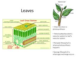 We did not find results for: Plant Structure And Function Plant Cells Cell Typeexamplefunctions Parenchyma Storage Photosynthesis Gas Exchange Protection Tissue Repair And Replacement Ppt Download