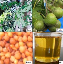 Image result for Ricinodendron