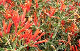 Image result for Dicliptera laxata