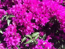 Begonvil Bougainvillea Spectabilis Bitki Cicek Bahce