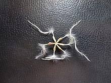 More hybrid cultivars are being produced constantly. Clematis Wikipedia