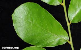 Image result for Bridelia ripicola