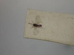 Collection specimens