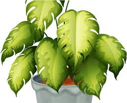 Check spelling or type a new query. Potted Plants Clipart 3 Leaf Non Flowering Plants With Names Png Download Large Size Png Image Pikpng