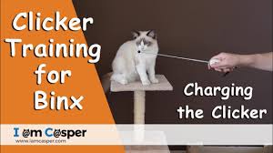Albert & mia, the adventure bengal cat 1.008 views1 months ago. Charging The Clicker For Kitten Binx Clicker Training For Cats Youtube