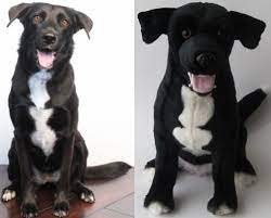 100 Custom Stuffed Animals Made To Look Just Like Your Dog Or Cat They Re Called Cuddle Clones This Is Arbor And Custom Stuffed Animal Animals Cute Animals