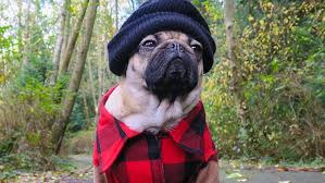 The chug dog is a mix of the chihuahua and the pug. How Celebrity Pup Doug The Pug Is Turning Internet Fame Into Merchandising Dollars