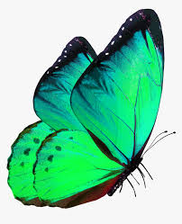 Butterfly Png Green Butterfly Png For Editing Transparent Png Kindpng Calendar, frames and photo frames, invitation png and psd formats | download. butterfly png green butterfly png for
