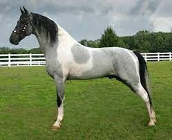 The ride of your life the tennessee walking horse an american tradition the tennessee walking tennessee walking horse breeders & exhibitors association. Saddle Brook Stables Home Content Horses Horse Breeds Walking Horse