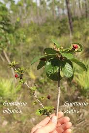 Image result for Guettarda
