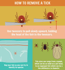 Precautions To Avoid Tick Bites Fix Com