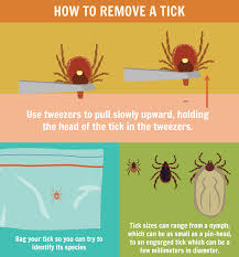 precautions to avoid tick bites fix com