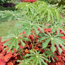 Image result for Manihot grahamii