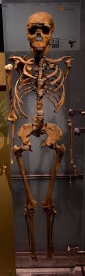 Sapiens heidelbergensis) is an extinct species or subspecies of archaic human which existed during the middle pleistocene.it was subsumed as a subspecies of h. 28 Homo Ergaster The History Of Our Tribe Hominini