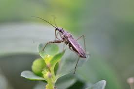 Our pest controllers practice the latest in the handling of poisons, insecticides, traps and fumigation techniques. Pest Control Ilford Catch It Pest Control