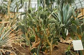These cacti are unable to produce chlorophyll, but they can exhibit red, yellow, or if you are lucky enough to grow a certain specimen of moon cactus that produces offsets, you can propagate the plant once it reaches maturity. Desert House Garfield Park Conservatory