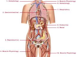 Pin On Human Figure Drawing Anatomy Reference