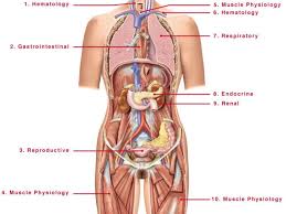 Pin On Human Figure Drawing Anatomy Reference