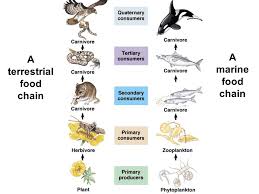 Anna, jordi, laura and marc. Ecology Ppt Download