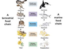 We did not find results for: Ecology Ppt Download