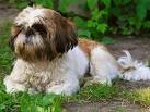 Puppies for Sale - Visit My Next Puppy in Chantilly ...