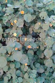 Image result for Abutilon indicum