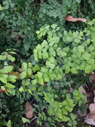 Image result for Adiantaceae