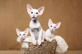 We did not find results for: White Oriental Shorthair Novocom Top