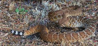 Check spelling or type a new query. Red Diamond Rattlesnake Crotalus Ruber Desertusa