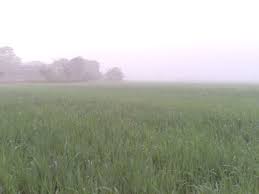  Embun Di Pagi Hari Pemandangan